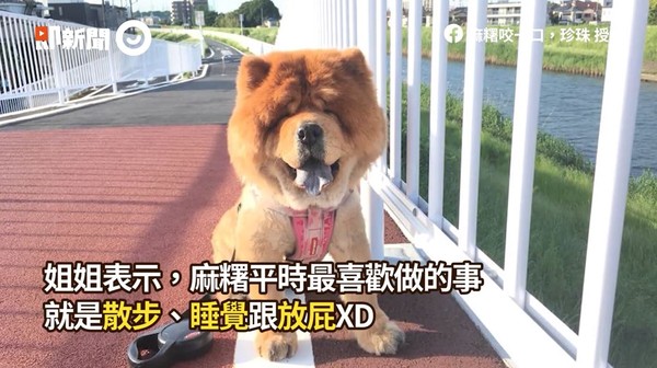 ▲▼鬆獅犬麻糬。（圖／即新聞／粉專「麻糬咬一口，珍珠」授權提供）