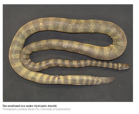d53726 澳洲新種「唐納德海蛇」　尖刺鱗片鋒利如刃《ETtoday 新聞雲》
