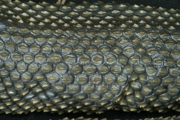 d53727 澳洲新種「唐納德海蛇」　尖刺鱗片鋒利如刃《ETtoday 新聞雲》