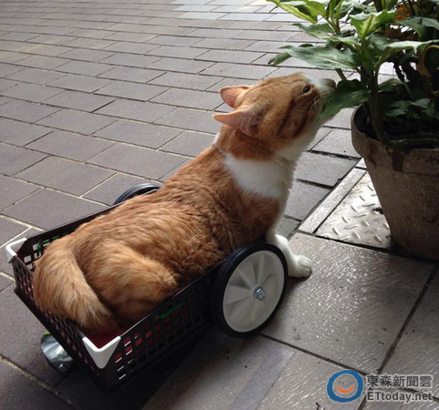 瘫痪猫后腿来不及长大 靠爱心轮椅能自己走去