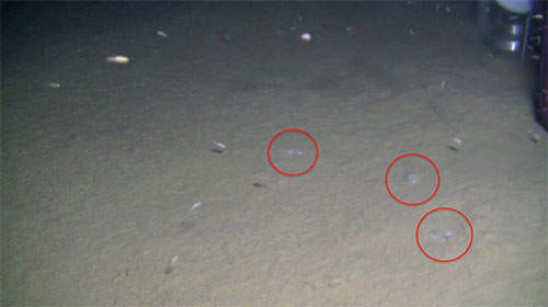 深海怪虾好体贴,自己变成握寿司了 | 键盘大柠檬