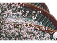 10度低溫打亂櫻花季　淡水天元宮：現在只有花苞