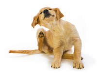 主人不在家!狗爽躺床铺「撒野」 舞动后脚左右