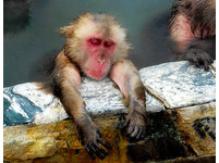 冬天猴子的「極樂天堂」　去函館看獼猴泡湯表情超享受