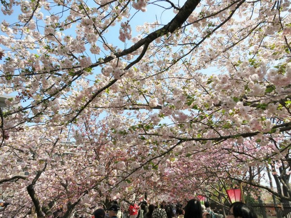 大阪造幣局,賞櫻,櫻花季,大阪旅遊,關西旅遊,日本旅遊,亞洲旅遊