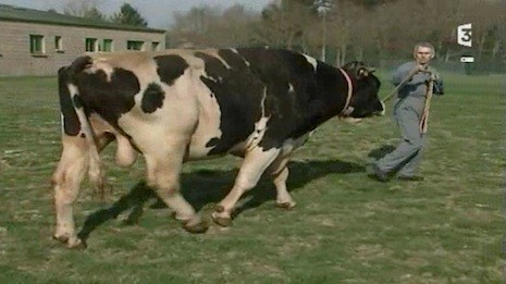 d58124 「法國種牛」過世　40萬頭乳牛沒了老爸《ETtoday 新聞雲》