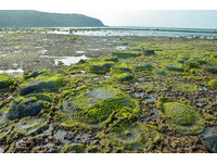 探訪澎湖最美海岸！岸際潮間帶海藻繽紛