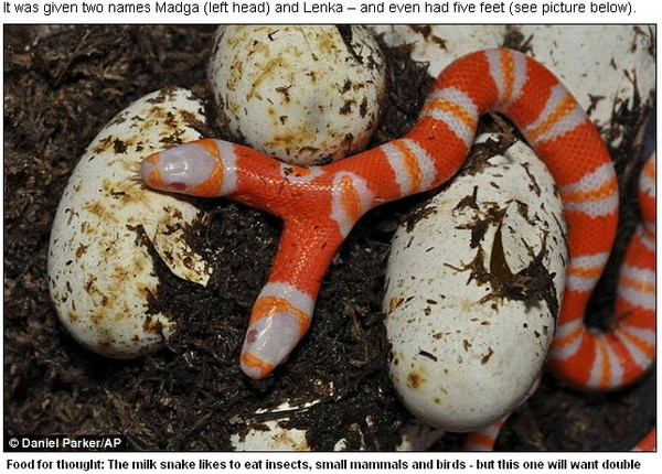 独特白子双头蛇 橘白相间超显眼 | ETtoday宠物