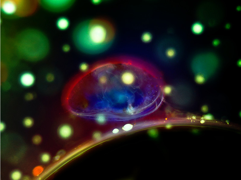 60396 顯微鏡下的奇幻世界　俄大學生創作螢光微生物《ETtoday 新聞雲》