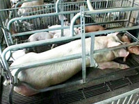 工業硫酸銅做飼料　農委會就是不說 A 公司是哪家《ETtoday 新聞雲》