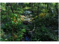 荒蕪的芒草地大變身　雪霸觀霧重建山椒魚棲地　《ETtoday 新聞雲》