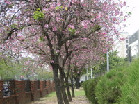 成大百花爭豔　羊蹄甲綻勝櫻花《ETtoday 新聞雲》