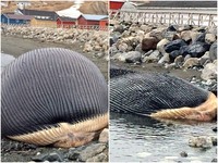 遊客天天坐等屍爆　消風「藍鯨炸彈」被博物館大卸八塊