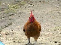 三重福德市場待宰活雞　驗出禽流感H5N2《ETtoday 新聞雲》