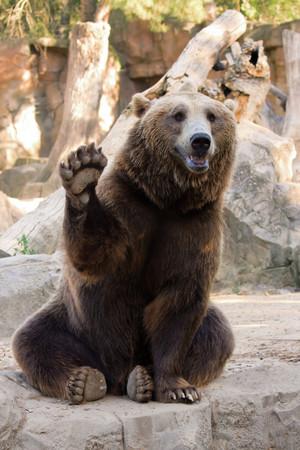 棕熊也十分可爱.(图/取自网路)
