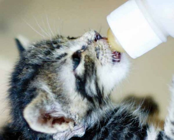 抢救奶猫!募资平台集结网路爱心救收容所小幼