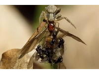 超噁「昆蟲姦屍」！女王蟻遭蜘蛛吸食　雄蟻在背後猛上《ETtoday 新聞雲》