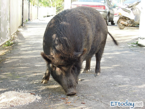 教原住民学童别打猎 部落校园养山猪 | ettoday