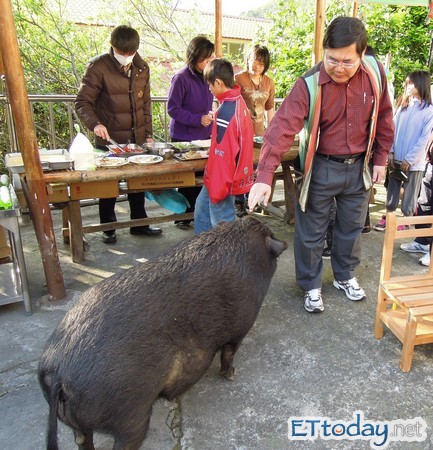 教原住民学童别打猎 部落校园养山猪 | ettoday