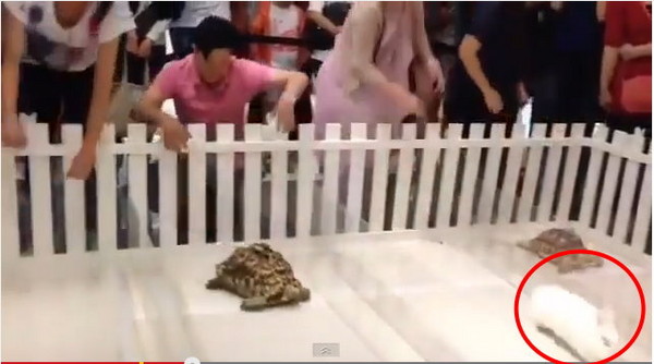 不是盖你的! 童话故事「龟兔赛跑」逆转胜是真