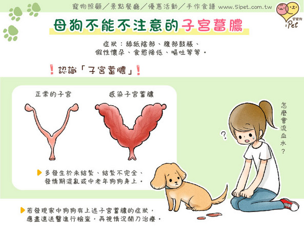 狗狗发情期时,为了迎接受精卵,子宫内膜会增厚并分泌大量液体,同时