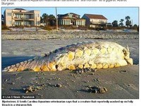 「美版尼斯湖水怪」卡羅萊納州海灘　驚傳外星生物現身《ETtoday 新聞雲》