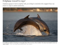 揭公海豚黑暗面　為求偶強姦異性、為爭權霸凌《ETtoday 新聞雲》