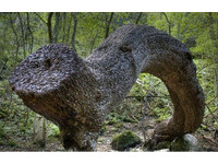 「搖錢樹」真實版！　英國神奇樹幹長滿硬幣《ETtoday 新聞雲》