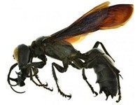 「迦樓羅黃蜂」體長6公分！下顎比腿還強壯《ETtoday 新聞雲》