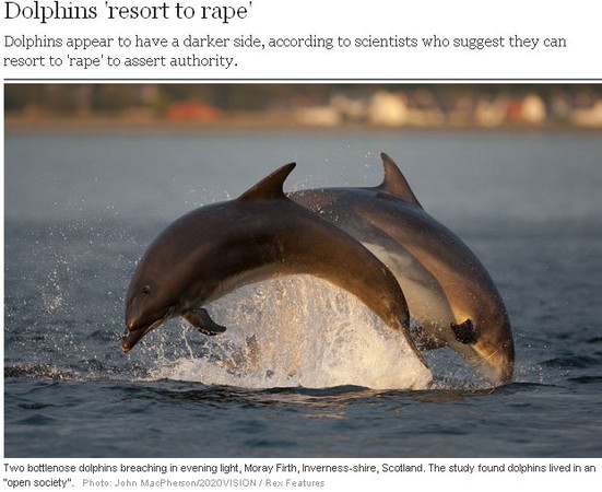 d64660 揭公海豚黑暗面　為求偶強姦異性、為爭權霸凌《ETtoday 新聞雲》