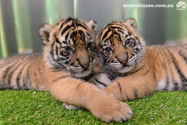 澳洲动物园超萌虎宝宝「点点」和「条纹.