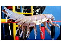 深海巨蝨「大王具足蟲」長76公分　專挑鯨魚當食物《ETtoday 新聞雲》