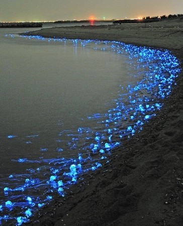 d65278 「螢烏賊」佔領日本富山灣　神秘冷光藍鋪滿海岸線《ETtoday 新聞雲》