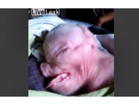 最讓人不安的影片！寮國驚現「人頭豬」吐舌呼吸