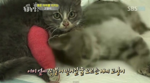 南韓,電視台,動物,貓,毛小孩