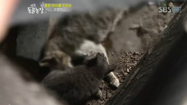 南韓,電視台,動物,貓,毛小孩