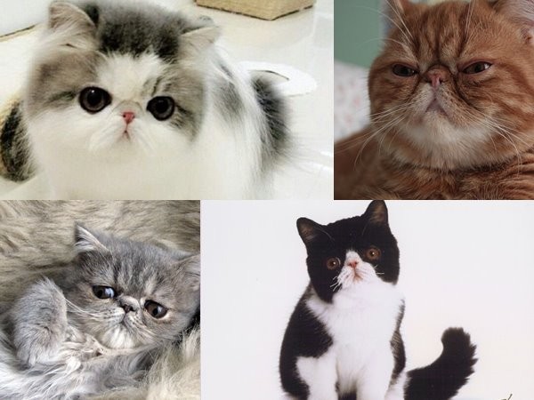 4品种猫饲养前绝对要知道的事 狮子狗脸猫/异国短毛猫的脸非常扁平