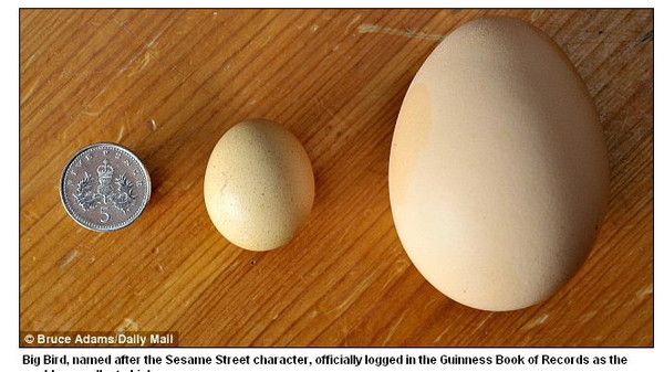 超小的雞蛋只有硬幣大
