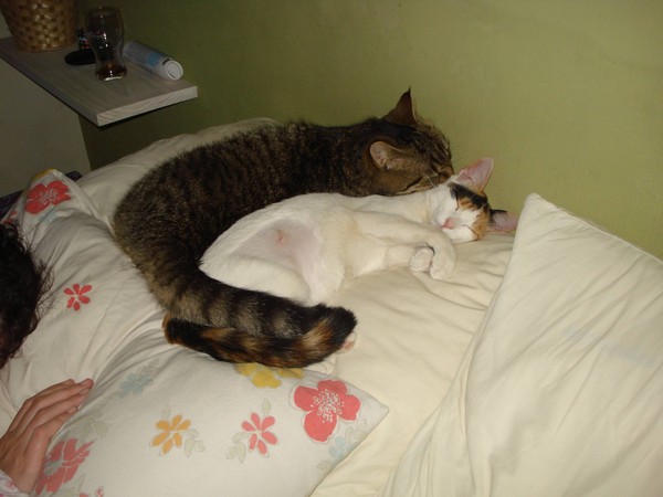 猫<em>妹妹</em>结扎返家 <em>哥哥</em>窝旁边<em>照顾</em>整晚 | ETtoda