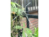 【圖】罕見蜘蛛網　呈現整列XZWN字母狀《ETtoday 新聞雲》