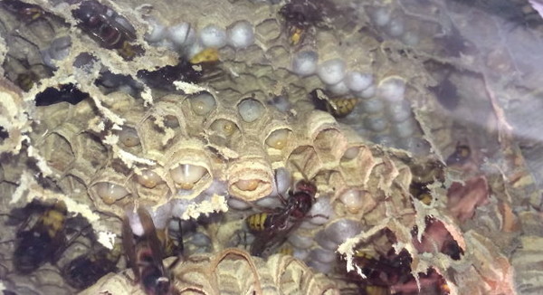 黄蜂在窗上筑巢,天然的生态观察箱… | 键盘大柠