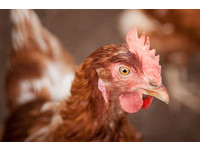 「小雞從沒碰過生長激素！」　專家告訴你養雞標準流程