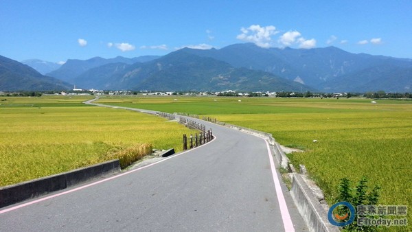 台东伯朗大道迎丰收一片金黄稻海