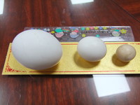 2.4公分「最小雞蛋」　大園鄉「奇雞」超特別《ETtoday 新聞雲》