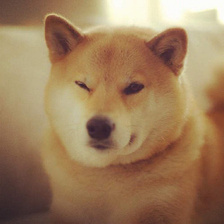 instagram的人气柴犬 「丸太郎」还会抛媚眼