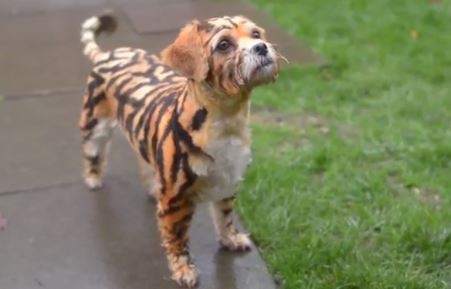 家里有只「跳跳虎」 超萌比熊犬扮「小老虎」