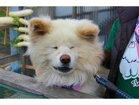 憨憨笑的日本明星犬「Wasao」　與老婆出任觀光站長