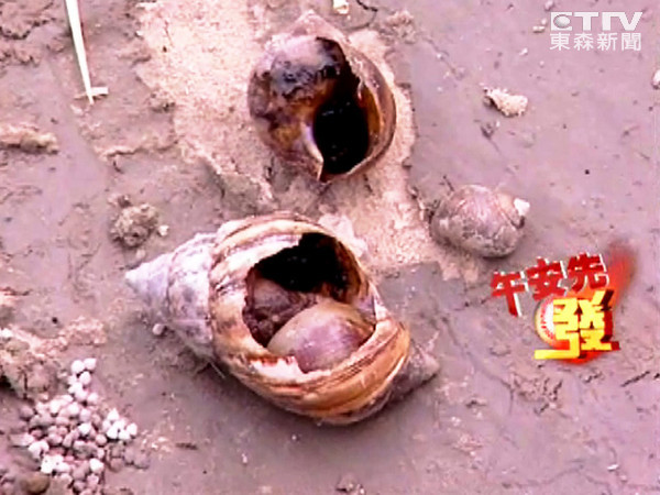 蜗牛的壳破了还能活吗 蜗牛壳碎了还能活吗?
