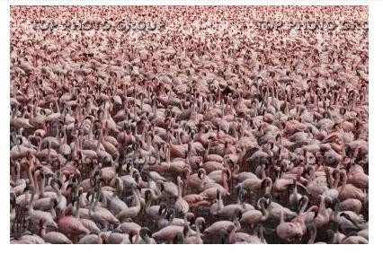 d81429 百萬火烈鳥遷徙　肯亞柏哥利亞湖變粉色海洋《ETtoday 新聞雲》