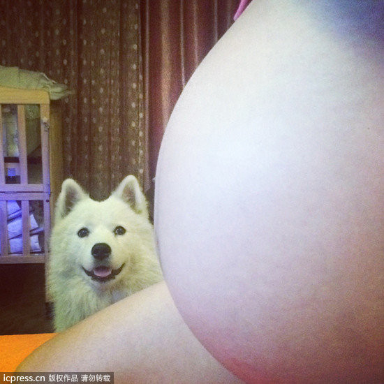 萌犬相伴的美好孕期 摄影师:怀孕养狗让我家更